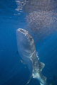   Whale shark feeding bait ball surface Honda Bay Palawan. great location observing variety behaviour. This one my favourite because they are completely stationary easy approach. Palawan behaviour approach  